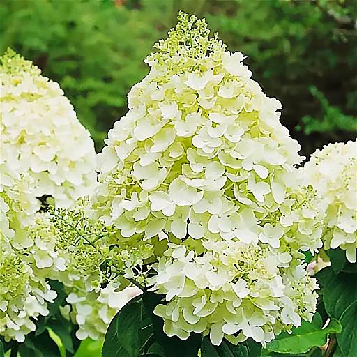 Саженец гортензии метельчатой Hydrangea paniculata Silver Dollar Р9 (1423547155) - фото 3