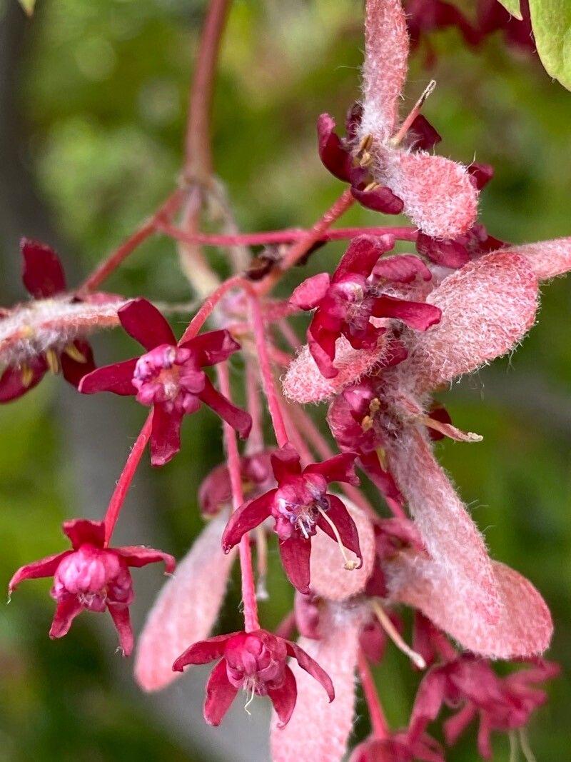 Семена Клен японский Acer japonicum пальмолистный 10 шт. - фото 4