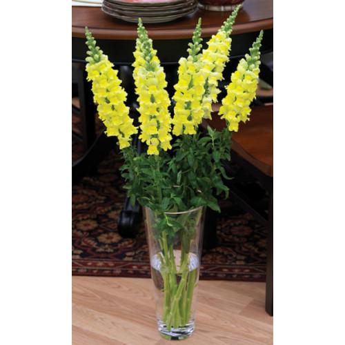 Семена цветов Львиный зев Overture II F1 Yellow Syngenta 100 шт. (BN00104 3)