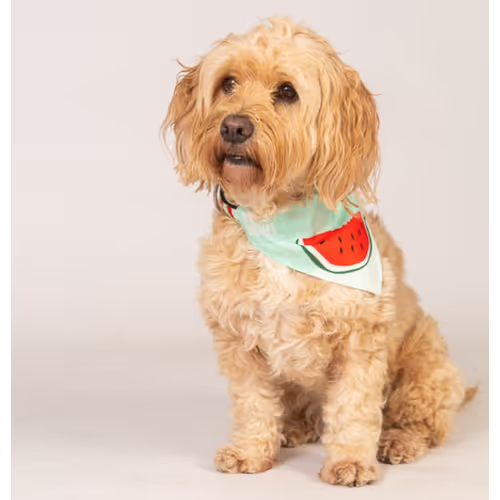 Бандана для собак на ошейник Max & Molly Bandana Watermelon S (2670645590) - фото 3 Бандана для собак на ошейник Max & Molly Bandana Watermelon S (2670645590) - фото 3