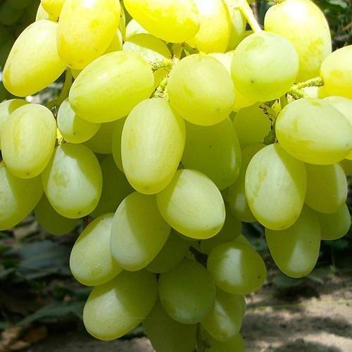 Сажанець Виноград Конвалія середній термін дозрівання квітки двостатеві запилення безпроблемне (38126)