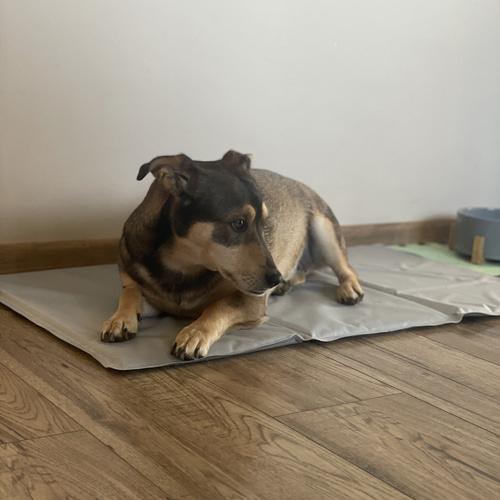 Коврик для животных охлаждающий Purlov 25531 90x50 см (26629977) - фото 10 Коврик для животных охлаждающий Purlov 25531 90x50 см (26629977) - фото 10