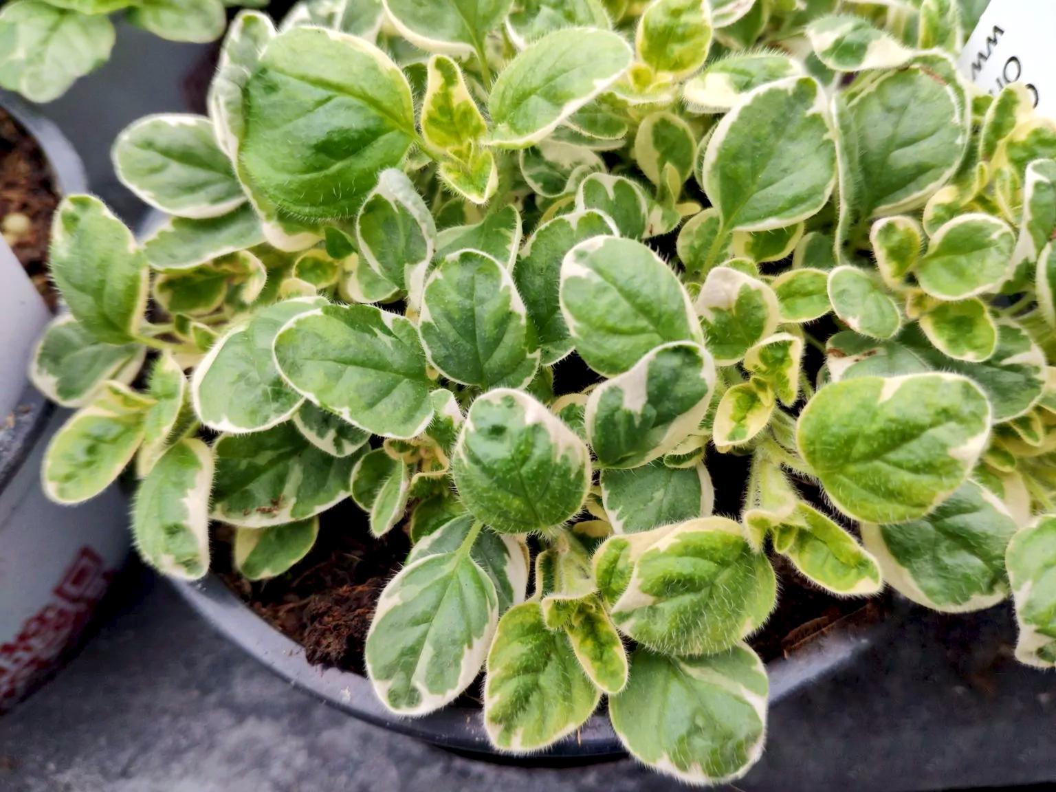 Саджанці Материнка Орегано Панта Origanum Vulgare Panta 3 шт. (38296969)