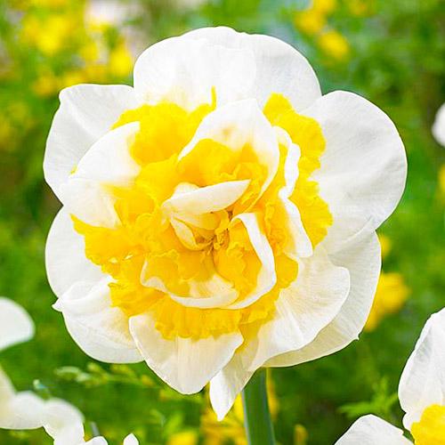 Нарцисс Florium Westwad (6724)