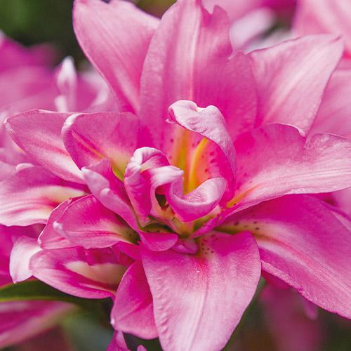 Лилия Double Surprise Florium - фото 2
