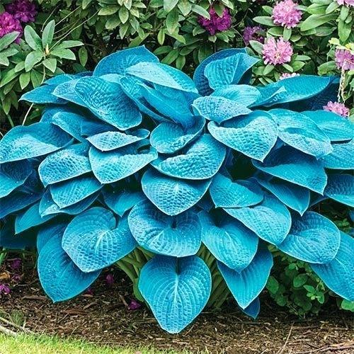Хоста Florium Blue Angel (3200)