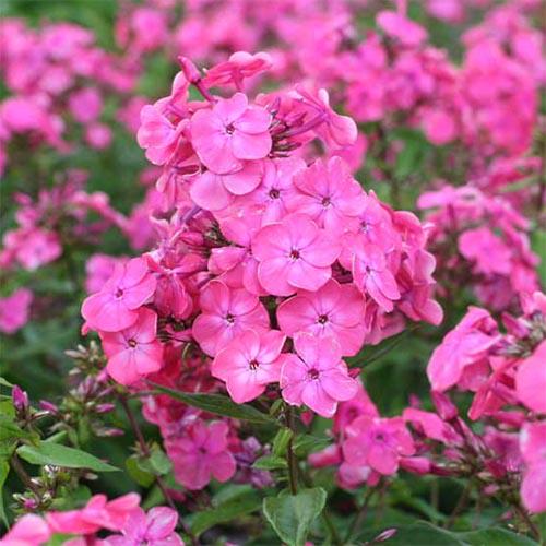 Флокс Florium Rijnstroom (10578)