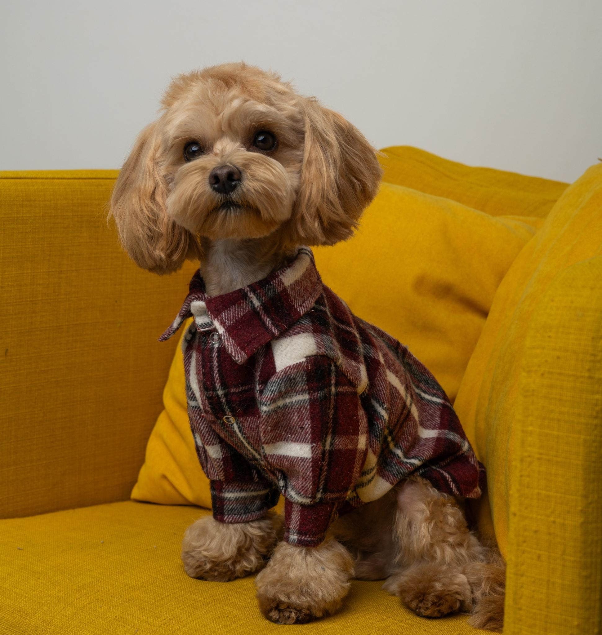 Рубашка для собак Dogs Bomba RUB-54 клетчатая р. 4 Вишневый (88627116)