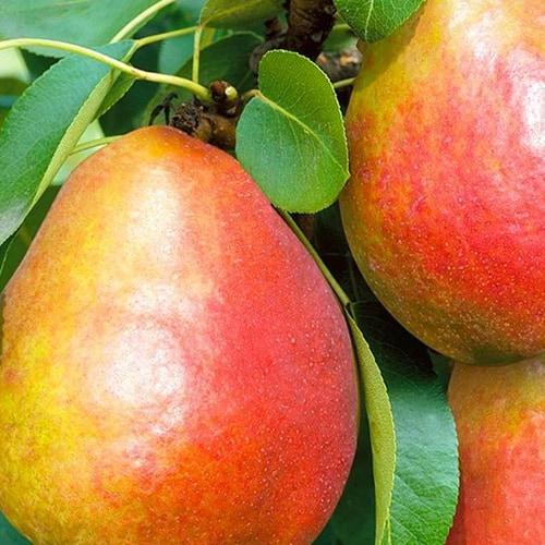 Сажанец Груша Генерал Тотлебен зимний сорт поздний срок созревания (39878)