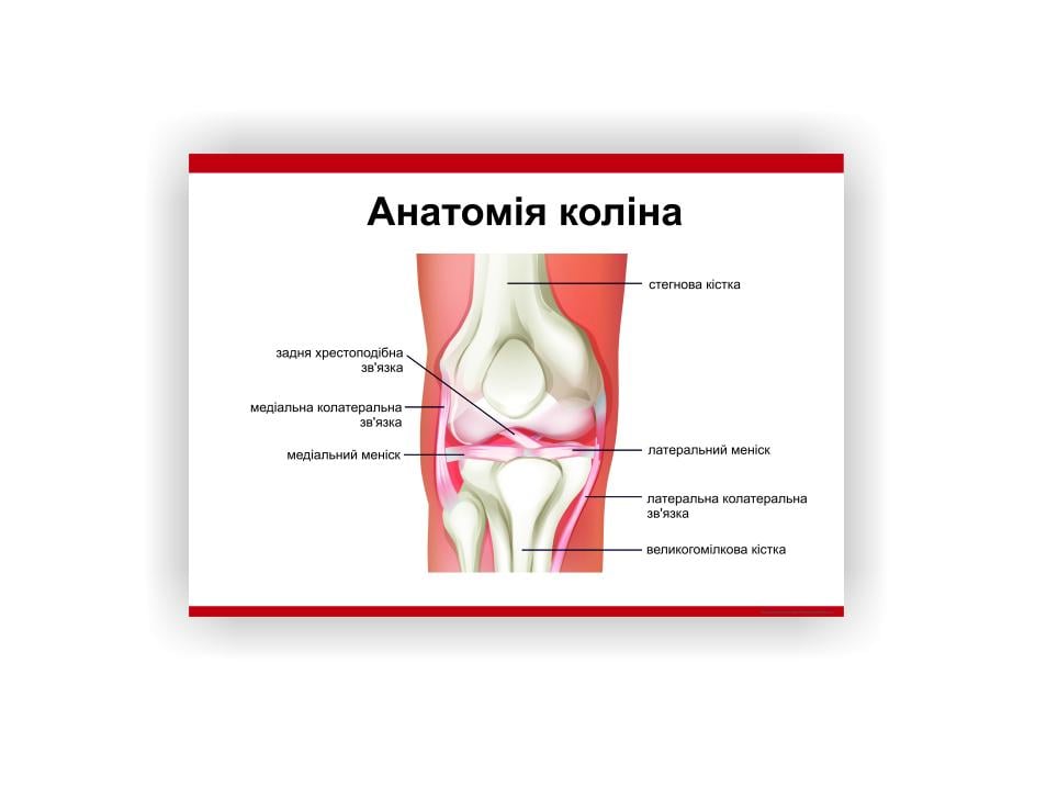 Плакат Vivay "Анатомия колена" 30х40 см (25764309)