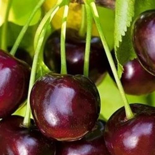 Сажанец Черешня Жабуле летний сорт ранний срок созревания (167030)