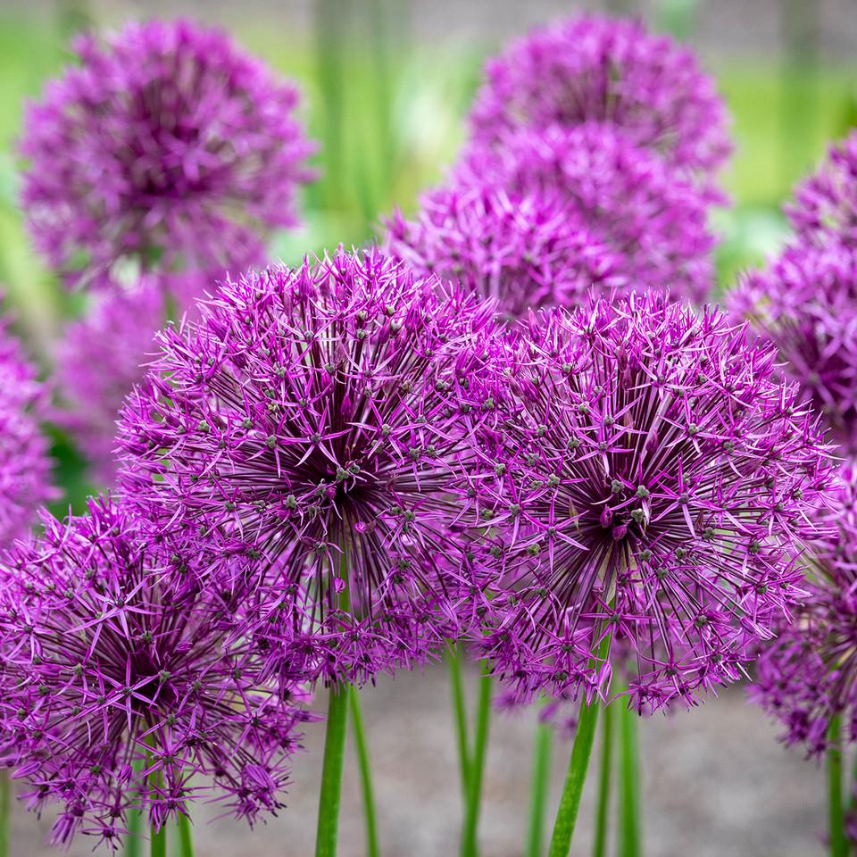 Цибуля декоративна Purple Rain 1 шт.