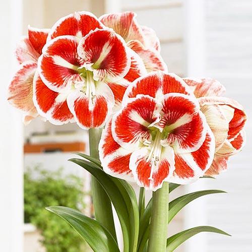 Амариллис Florium Samba (2524)