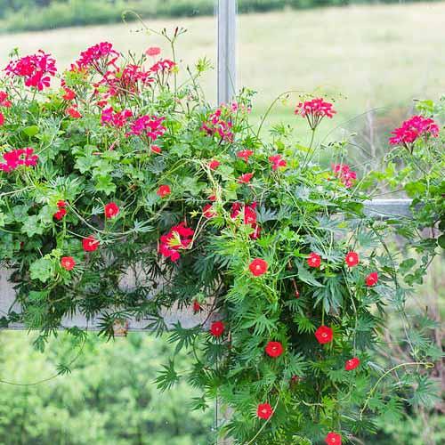 Насіння Іпомея Florium Кардинал (6100) - фото 3