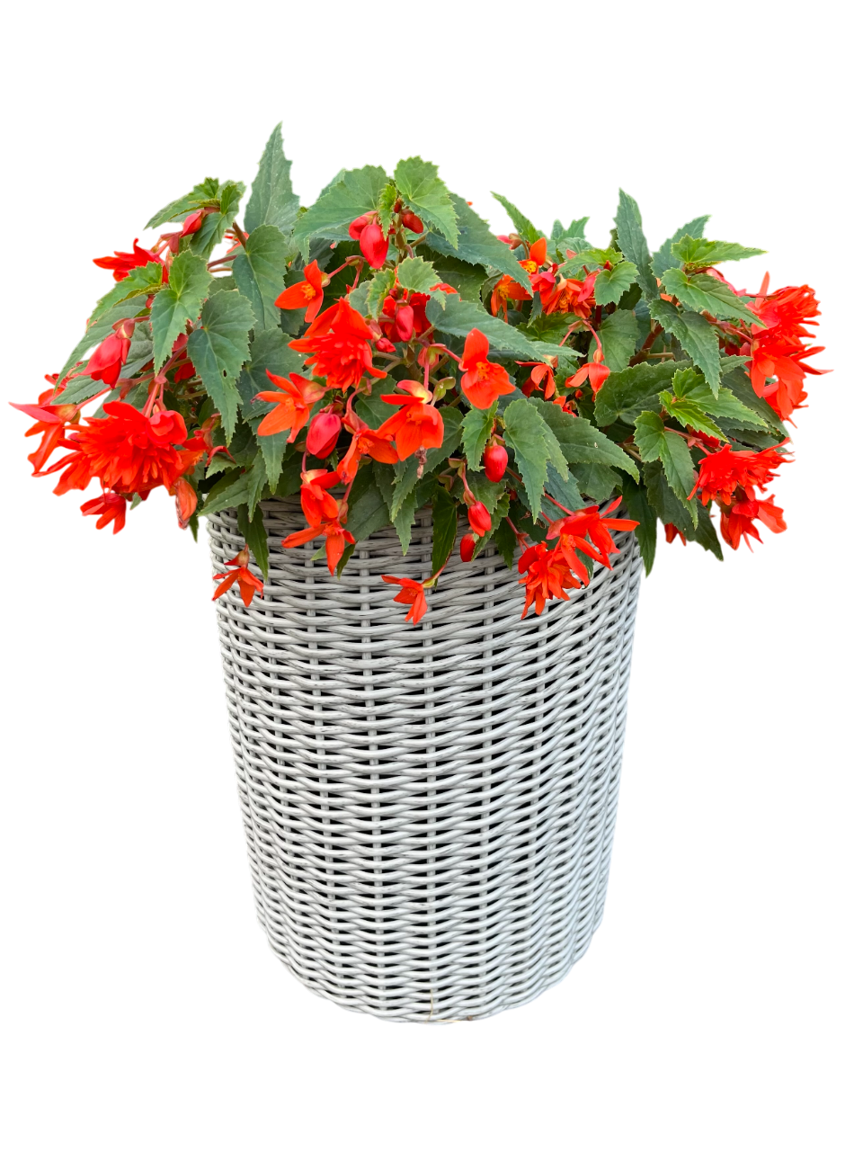 Кашпо циліндр для квітів зі штучного ротанга 13 л Сіра береза (28548210) - фото 2