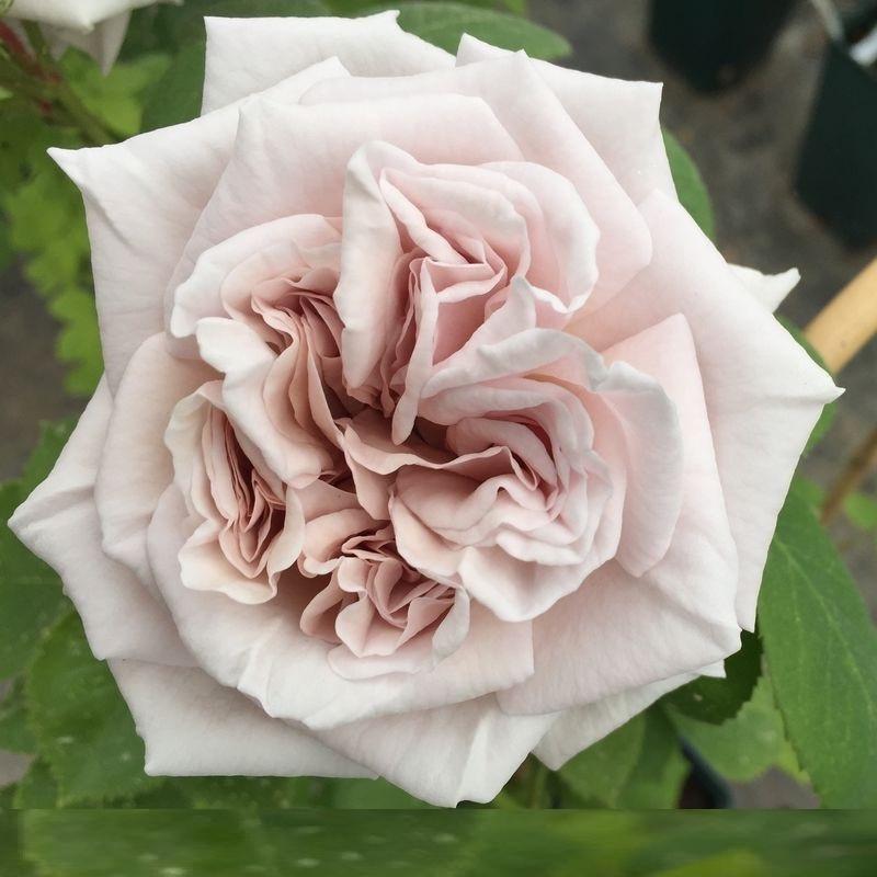 Роза Ash Wednesday Плетистая в контейнере (2558766774)