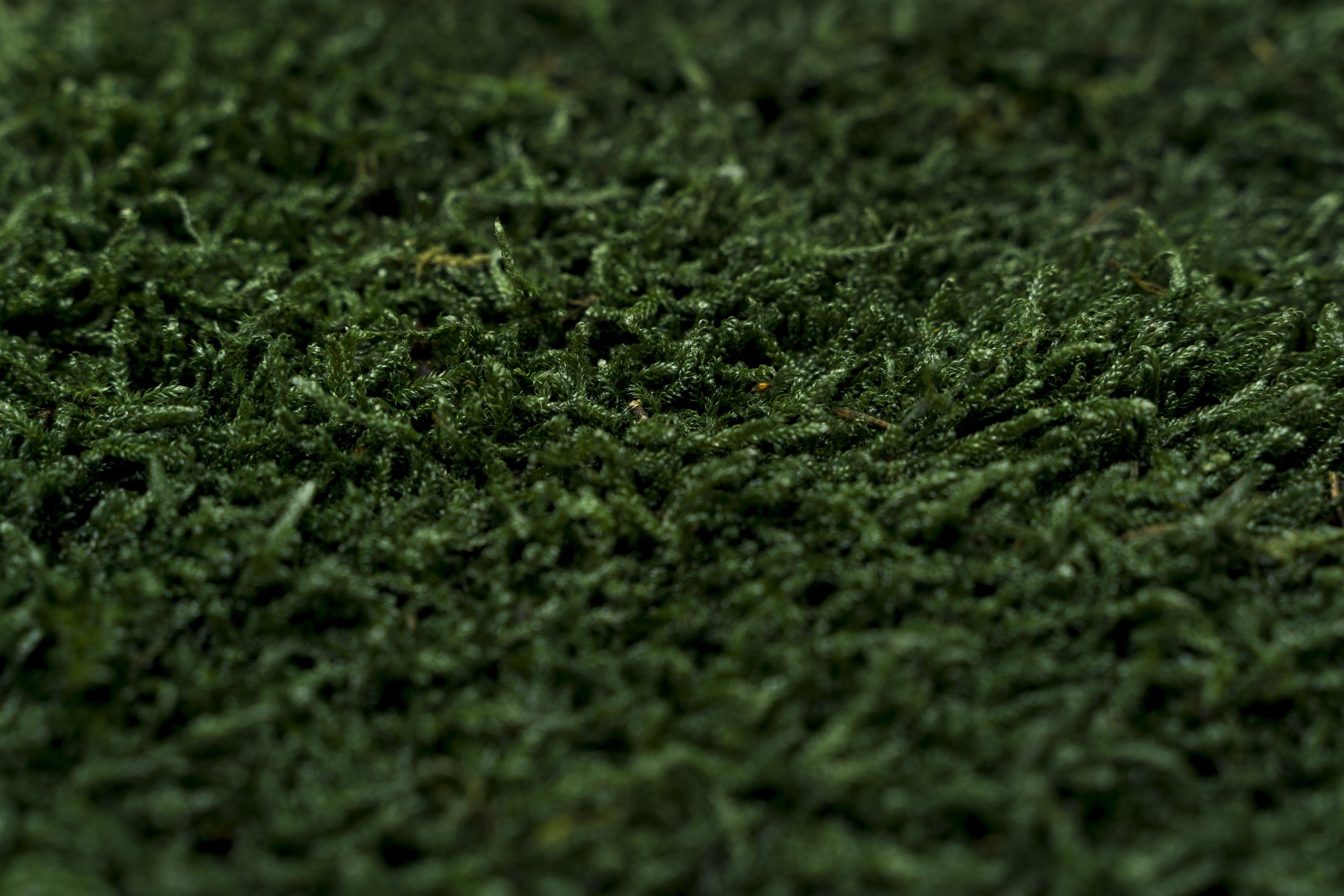 Стабилизированный мох Organic Design Плоский 0,3 м2 Dark Green (304-10) - фото 3 Стабилизированный мох Organic Design Плоский 0,3 м2 Dark Green (304-10) - фото 3