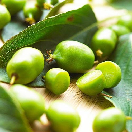 Актинідія Florium Фігурна (4838)