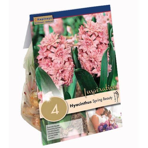 Гіацинт Florium KAPITEYN Махровий Spring Beauty (15322)