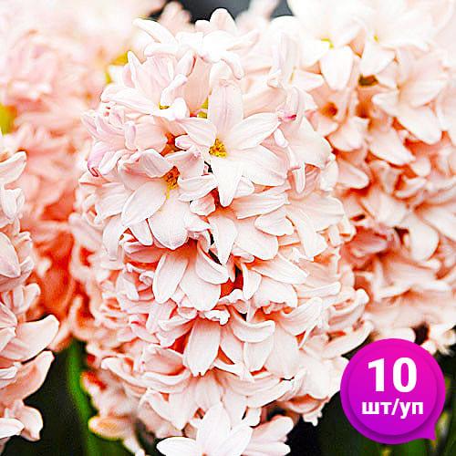 Гиацинт Florium Pink Elephant 10 шт. (18552) - фото 5 Гиацинт Florium Pink Elephant 10 шт. (18552) - фото 5