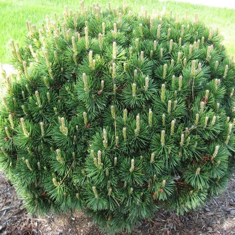 Саженец сосны горной Pinus mugo Mughus Р9 (1042500753) - фото 2 Саженец сосны горной Pinus mugo Mughus Р9 (1042500753) - фото 2