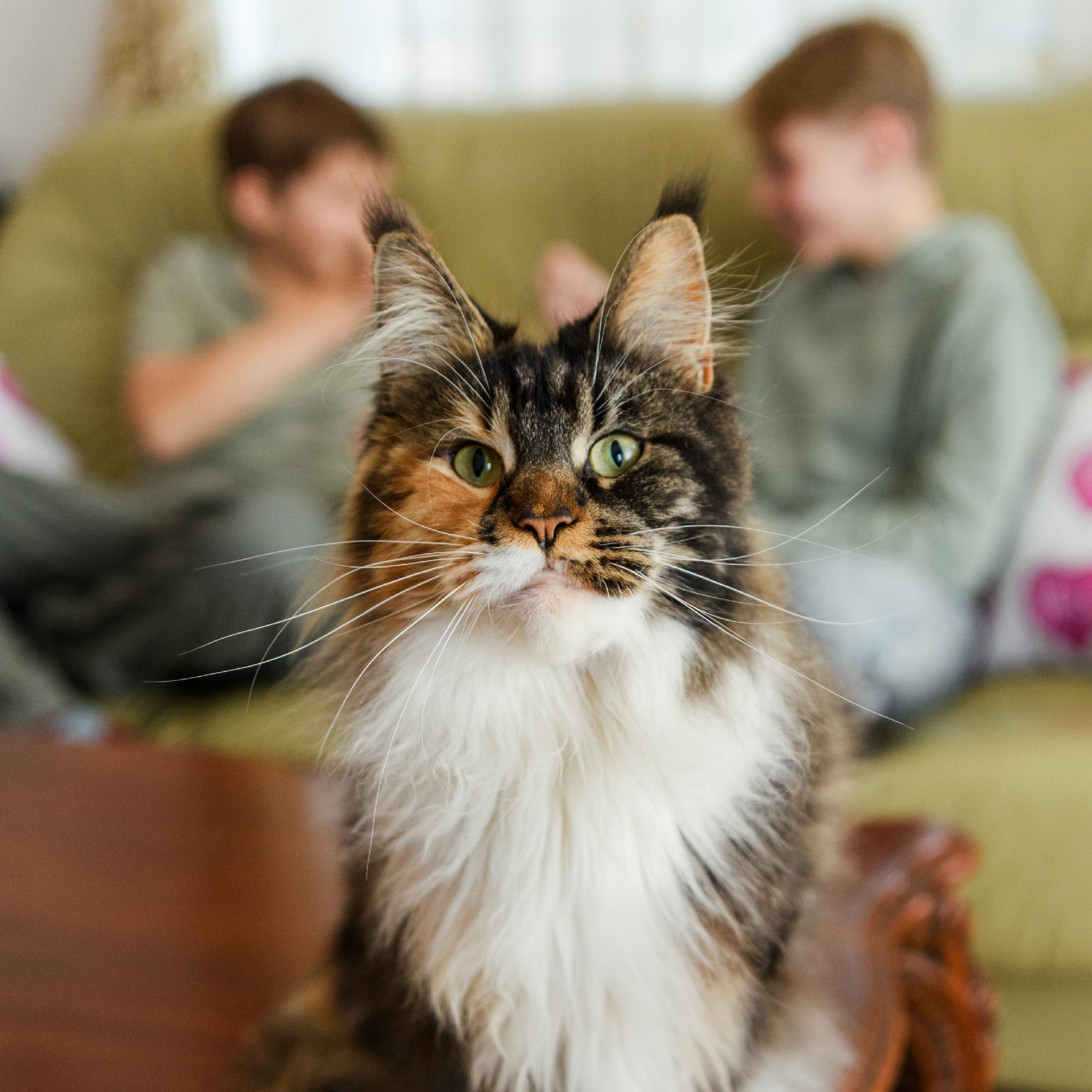Ласощі для котів кремові Mavsy Creamy superfood TURKEY GOULASH ON A BED OF SPINACH WITH ALOEW 5 шт./15 г (24628578) - фото 7 Ласощі для котів кремові Mavsy Creamy superfood TURKEY GOULASH ON A BED OF SPINACH WITH ALOEW 5 шт./15 г (24628578) - фото 7