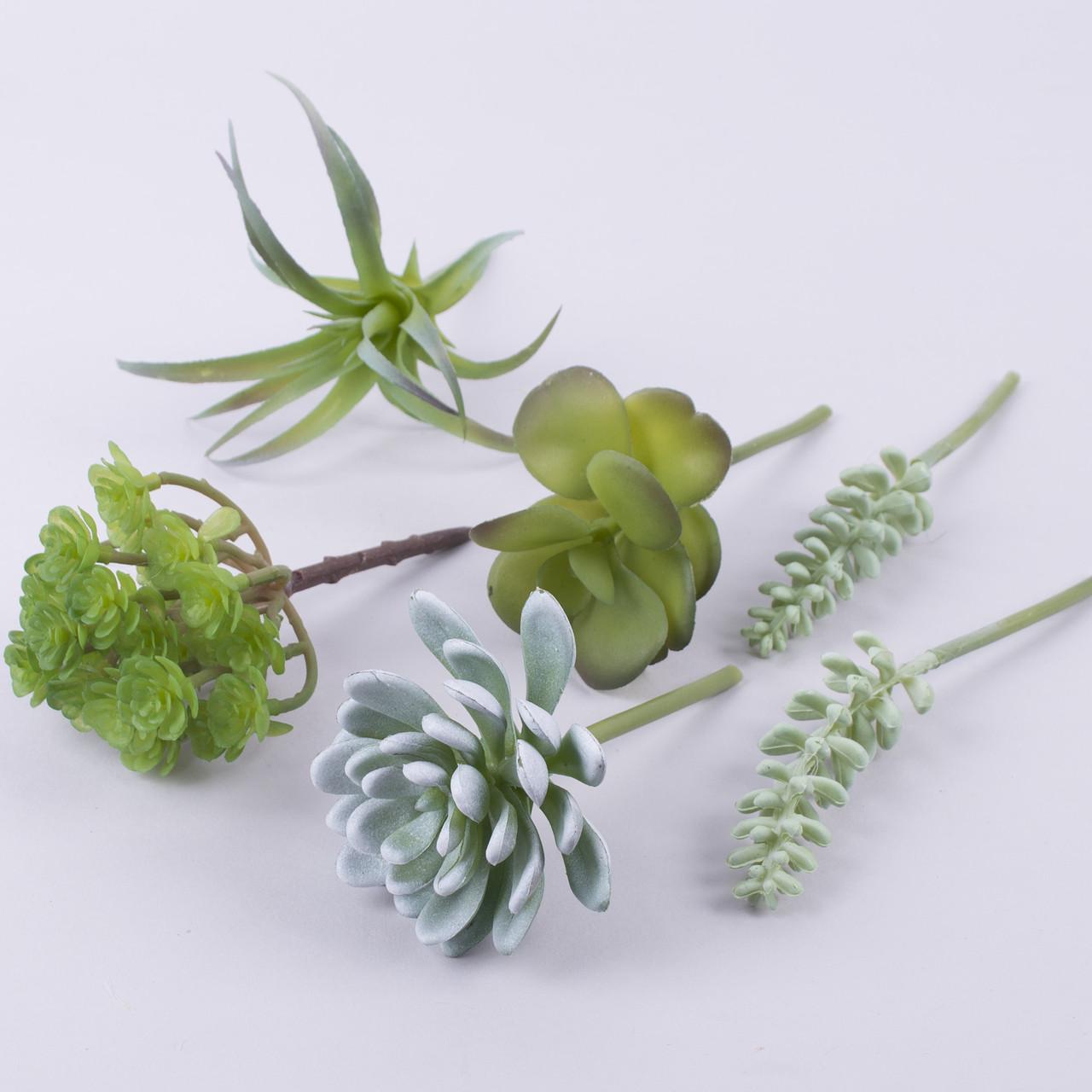 Суккуленты в наборе (6 шт)