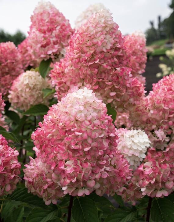 Саженец гортензии метельчатой Hydrangea paniculata Pink and Rose Р9 (1646338965) - фото 2