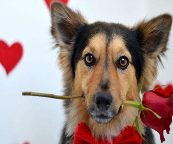 Картина по номерам Josef Otten Животные Собака с розой 40х50 см в термопакете (5356Y_O-mt) Картина по номерам Josef Otten Животные Собака с розой 40х50 см в термопакете (5356Y_O-mt)