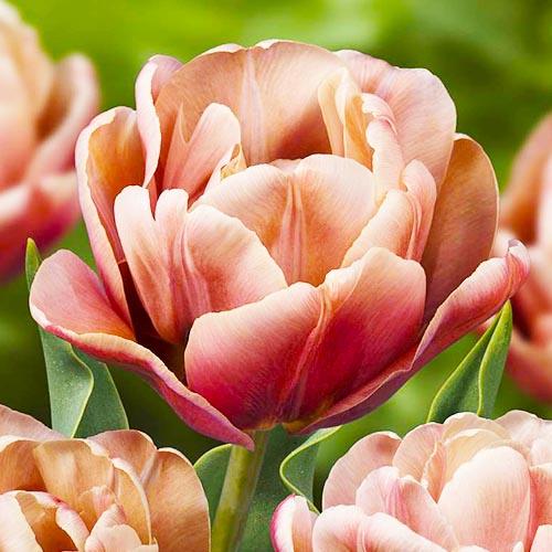 Тюльпан Florium La Belle Epoque (8033) Тюльпан Florium La Belle Epoque (8033)