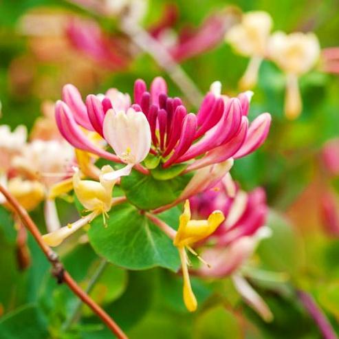 Жимолость Florium Serotina (7036)