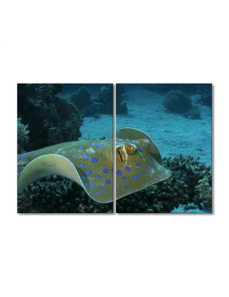Картина модульная Рыба скат Таниура-лимма 2 модуля 90x135 см