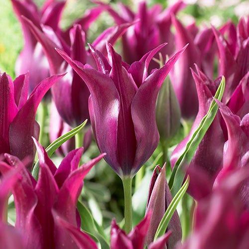 Тюльпан Florium Burgundy (11084)