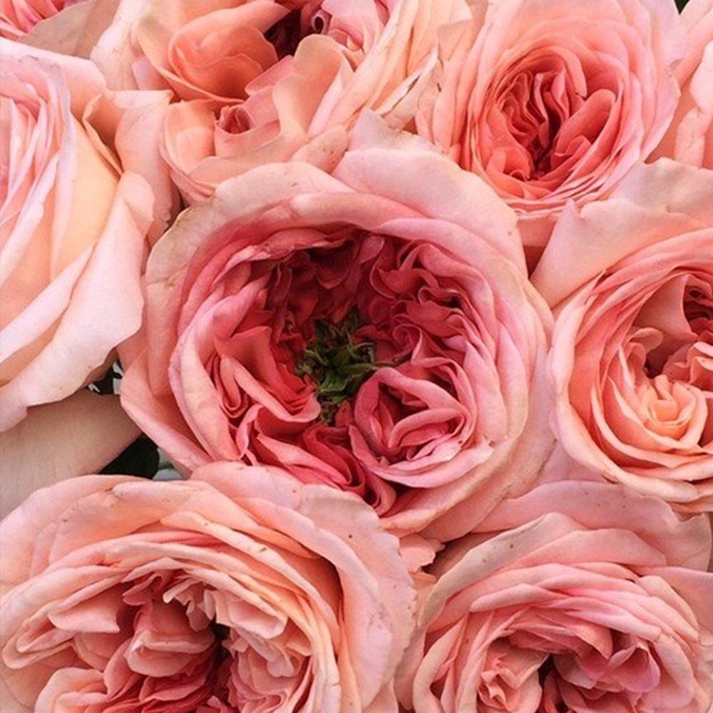 Саженец английских пионовидных роз Лондон Ай (14965141)