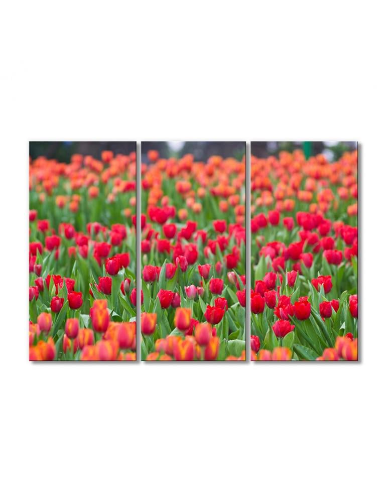 Картина модульная Поле алых тюльпанов 3 модуля 90x135 см