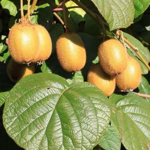 Саженец киви Закарпатский самоплодный морозостойкий (1502896183) - фото 3 Саженец киви Закарпатский самоплодный морозостойкий (1502896183) - фото 3