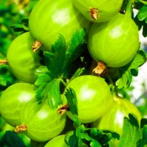 Сажанец Крыжовник Изумрудный ранний срок созревания сорт с повышенной морозоустойчивостью (23602) Сажанец Крыжовник Изумрудный ранний срок созревания сорт с повышенной морозоустойчивостью (23602)