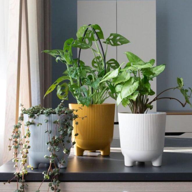 Горшок пластиковый Flora ARIA JUMPER 14 см Горчичный (81425) - фото 3 Горшок пластиковый Flora ARIA JUMPER 14 см Горчичный (81425) - фото 3