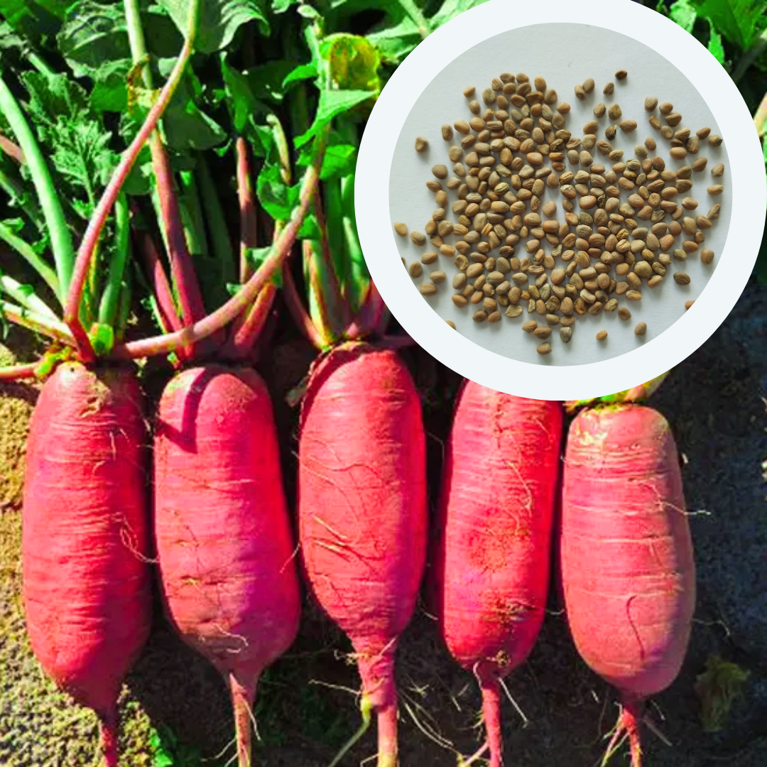 Семена Дайкон Китайский розовый 3 г 250 шт. позднеспелый (RS-00914) - фото 3 Семена Дайкон Китайский розовый 3 г 250 шт. позднеспелый (RS-00914) - фото 3