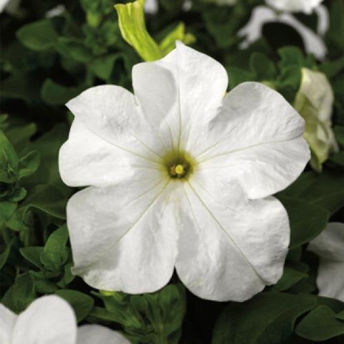 Насіння квітів Петунія великоквіткова Tritunia F1 Fresh White Syngenta 500 шт. (BN09916-2)