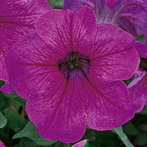 Петунія грандифлора Ігл F1 сливова 10 шт. (38287220)
