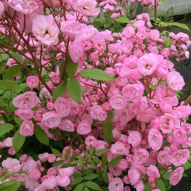 Роза Velet Heavenly Pink Мускусный гибрид в контейнере (2558773083)