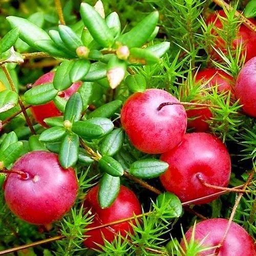 Сажанець Журавлина Стівенс Stevens пізній термін дозрівання сорт стійкий до захворювань (20746) Сажанець Журавлина Стівенс Stevens пізній термін дозрівання сорт стійкий до захворювань (20746)