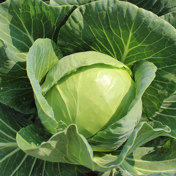 Семена Капуста белокочанная Кевин F1 Syngenta ТД Гекса-Україна 01-06-078 2500 шт. (IR002612) Семена Капуста белокочанная Кевин F1 Syngenta ТД Гекса-Україна 01-06-078 2500 шт. (IR002612)