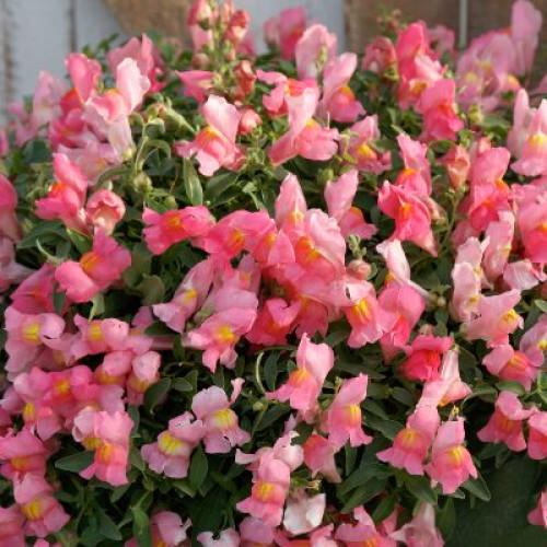 Львиный зев Candy Showers® Pink Sakata 50 шт. (BN10330-3)