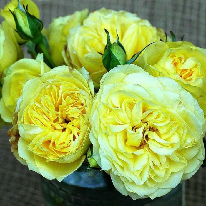 Троянда Velet Tete d'Or/Sunlight Romantica Мініатюрна в контейнері (2558773457)