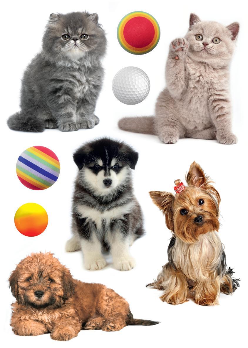 Декоративная наклейка Арт-Декор 25 Щенки и котята 50х70 см (2000000480763)