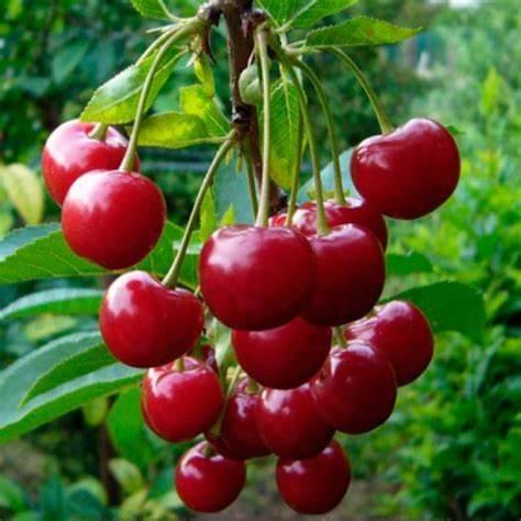 Саджанець вишні Норд Стар Середньопізній сорт (2073089129)