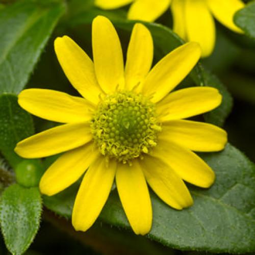 Семена цветов Syngenta Санвиталия Queen of Sunlight 250 шт. (BN07504-2)