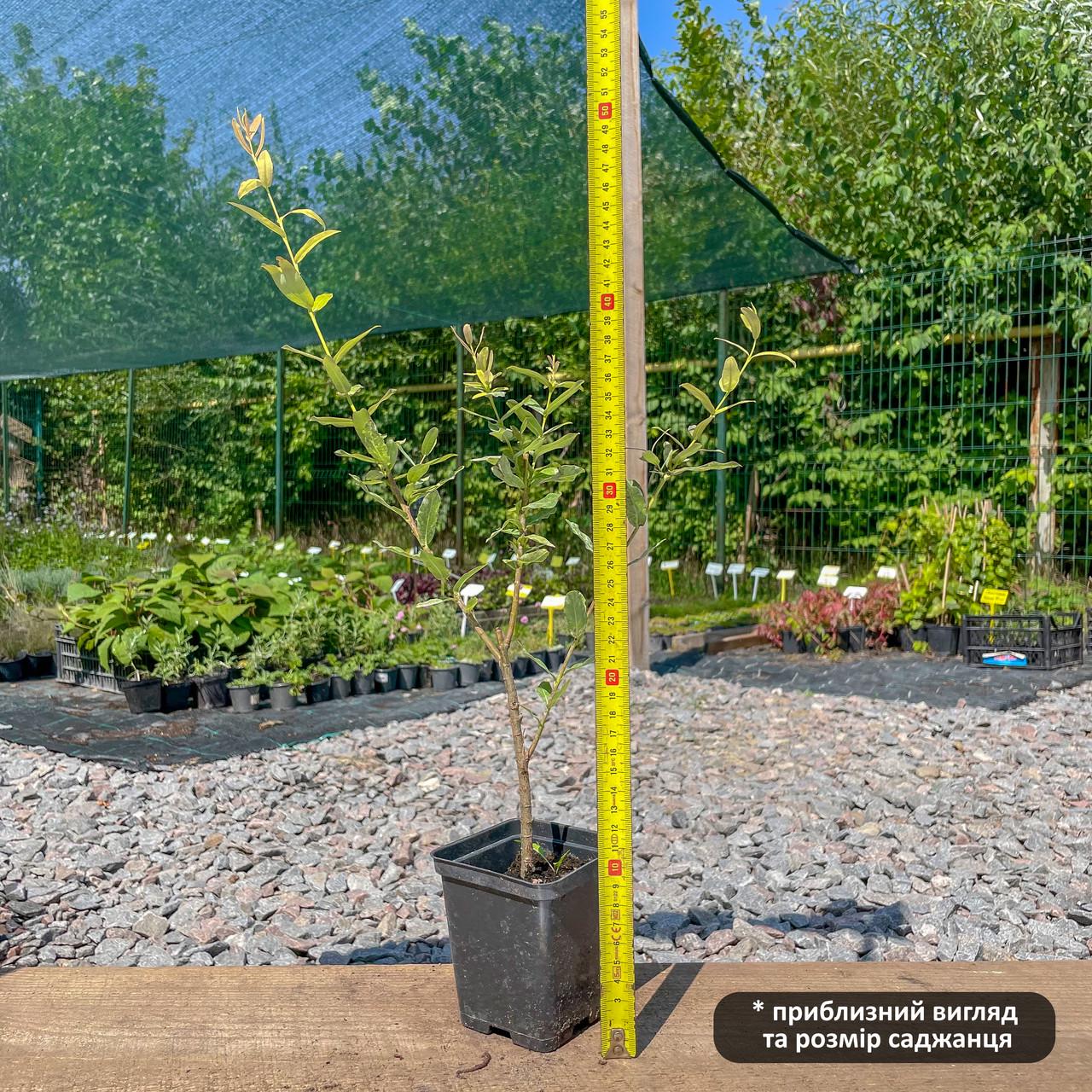 Саженец ивы цельнолистной японской Salix integra Hakuro Nishiki Р9 (1107487137) - фото 4